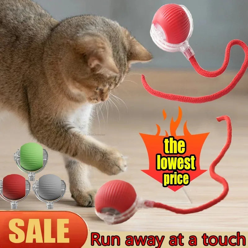 Cat / Small Dog Interactive Ball