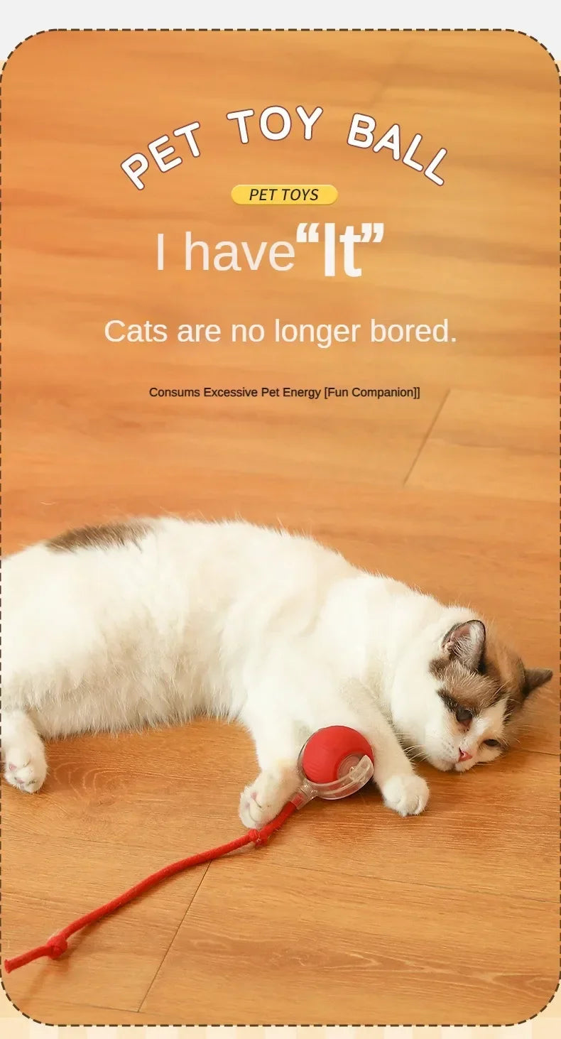 Cat / Small Dog Interactive Ball