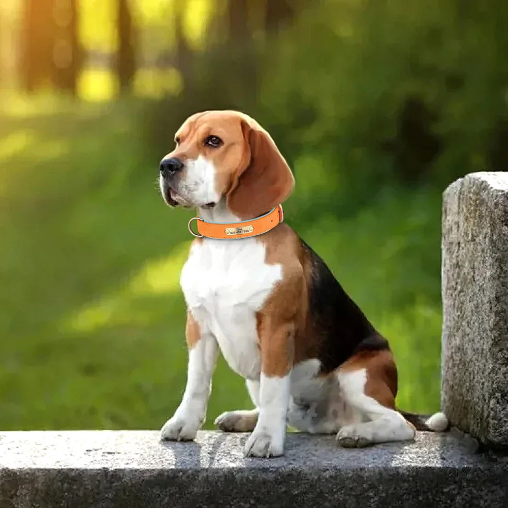 Personalized Engraved Pet Collar – Stylish, Safe & Custom Made