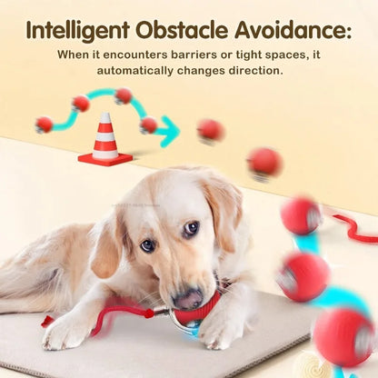 Cat / Small Dog Interactive Ball